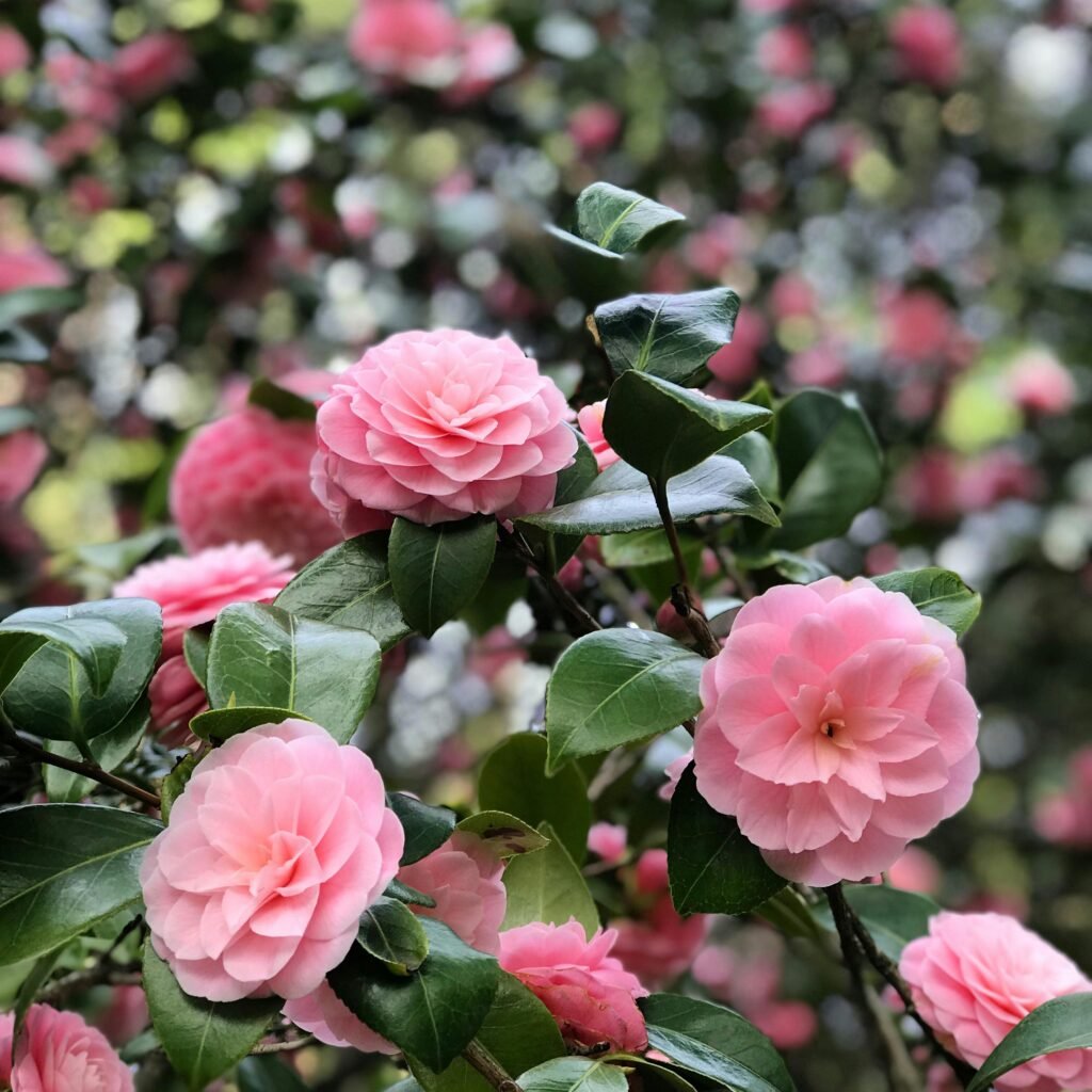 Camélia (Camellia japonica)