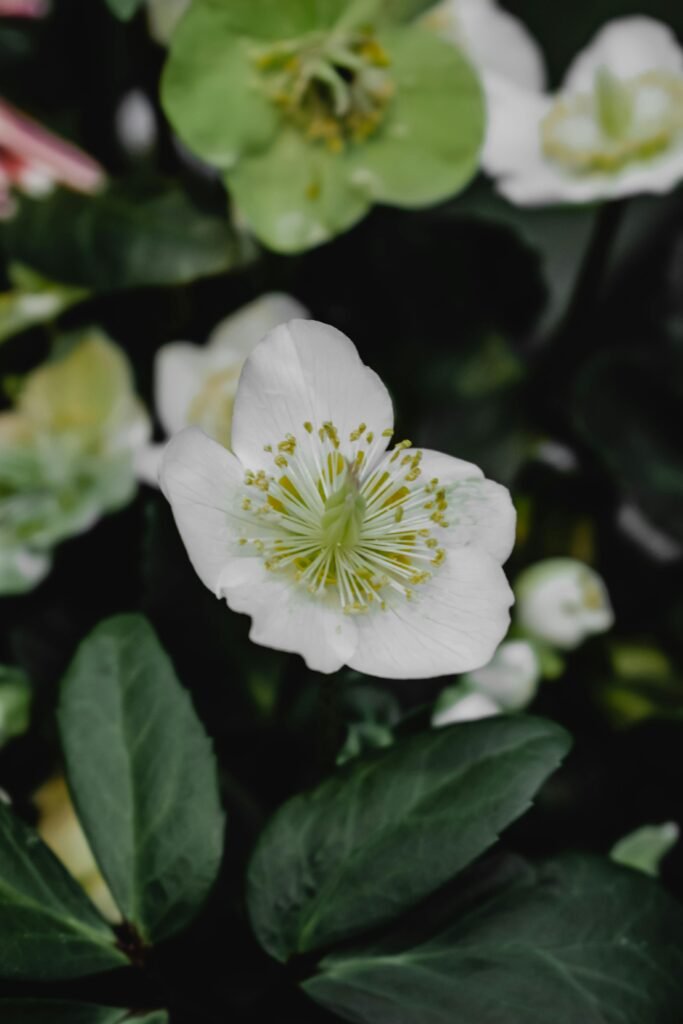 Hellebore (Helleborus niger)