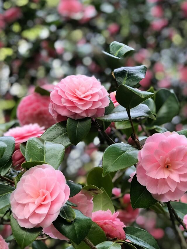 Camélia (Camellia japonica)