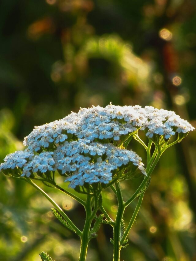 Milefólio (Achillea millefolium)