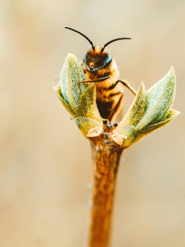 abelha-em-uma-planta