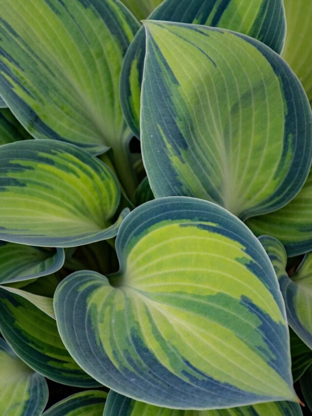 hostas