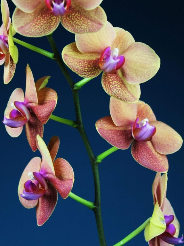 orquídea Phalaenopsis