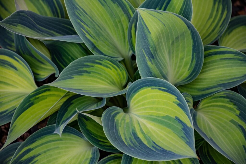 hostas