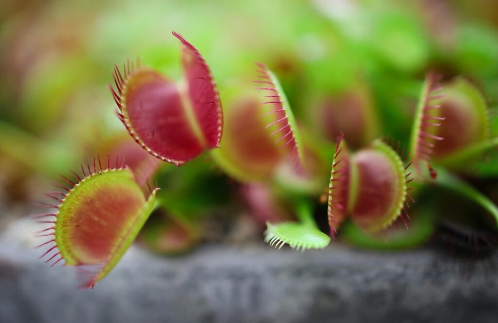 Dionaea Muscipula (Venus Flytrap)