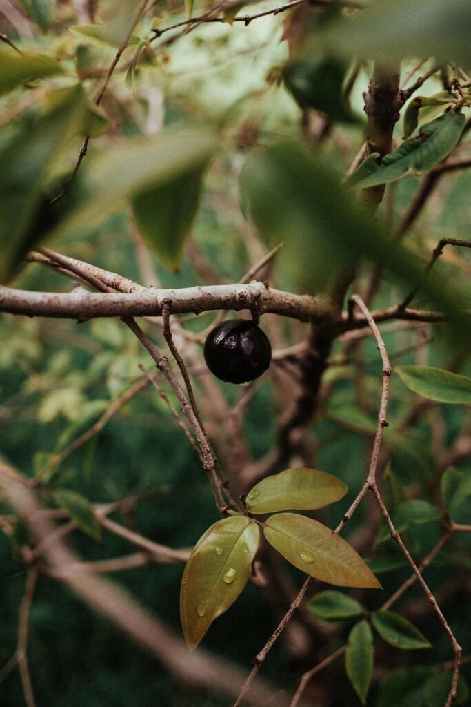 Como Plantar Jabuticaba no Vaso- a última jabuticaba do pé.