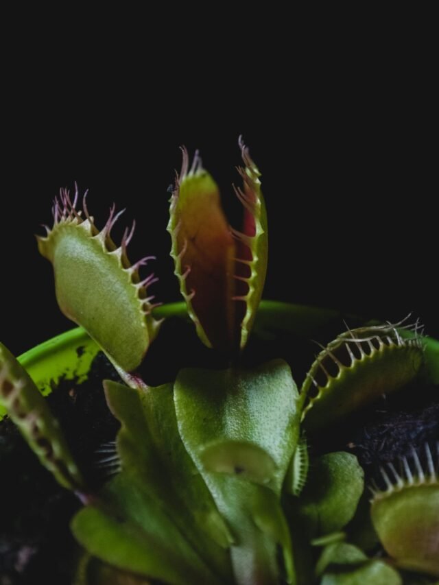 Dionaea Muscipula