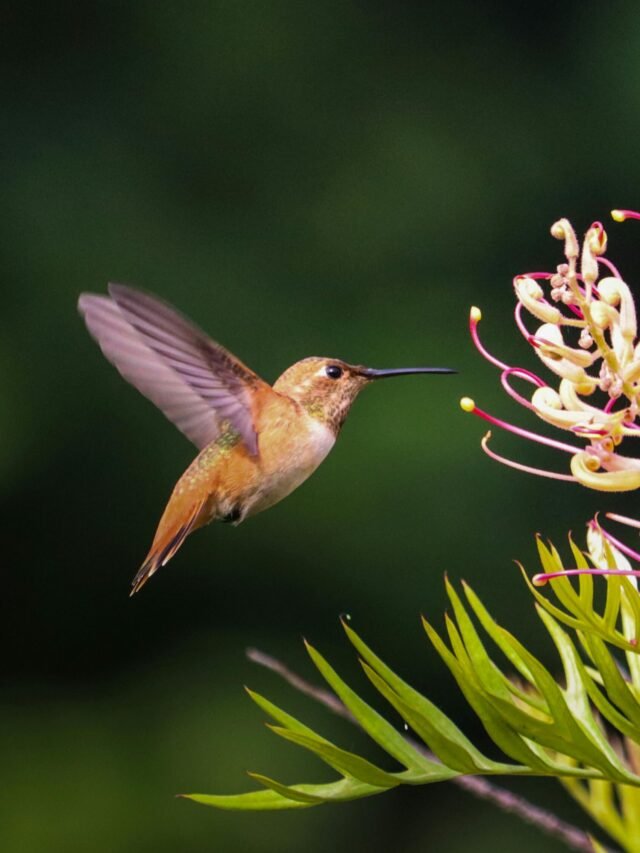 colibri-em-uma-flor