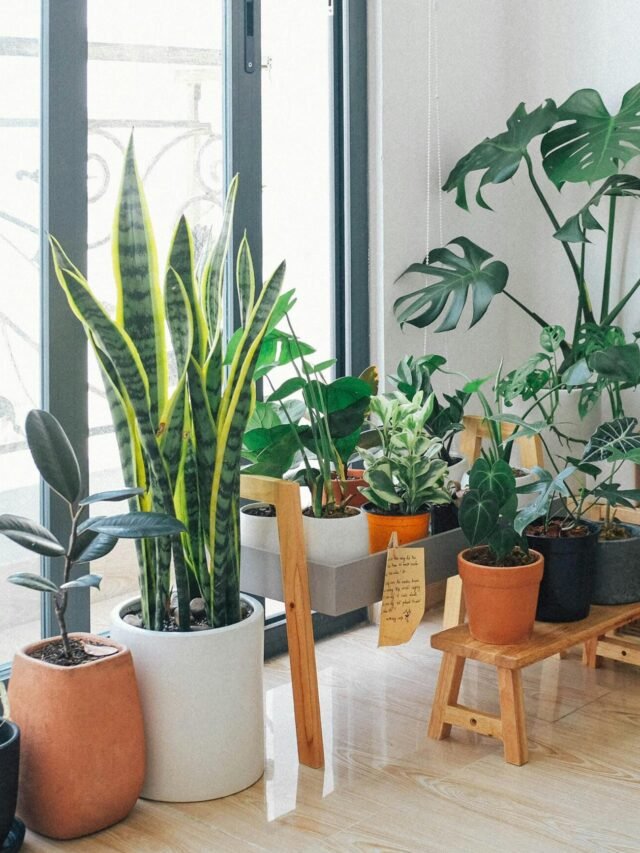 plantas de interior