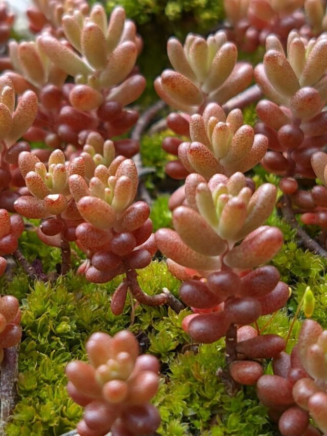 suculenta- Sedum Rubrotinctum