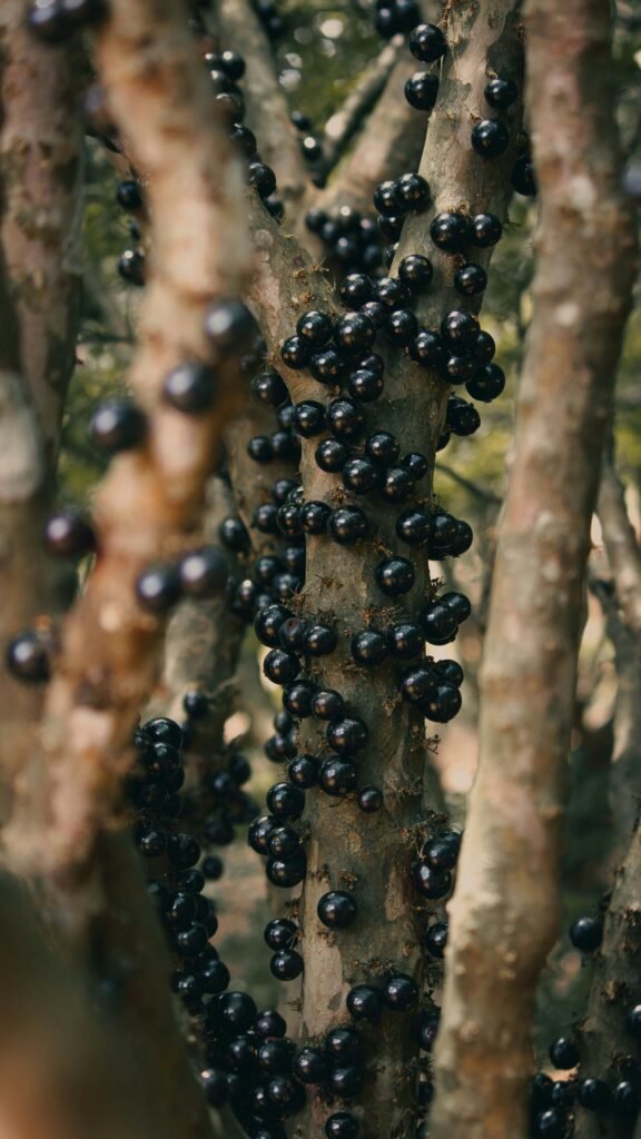 Como Plantar Jabuticaba no Vaso